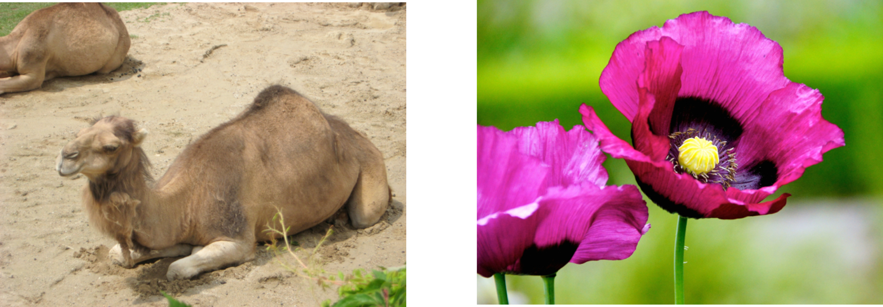 Camel and Flower