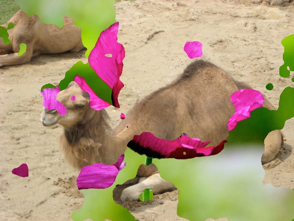 camel and flower result