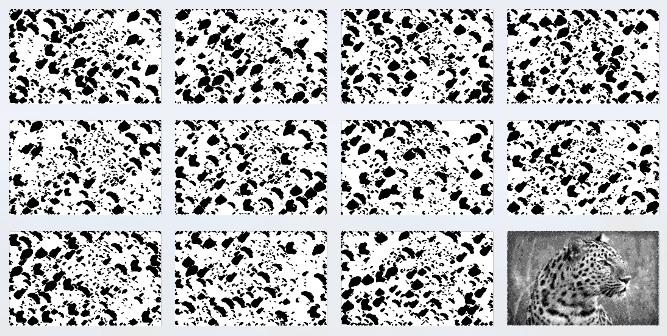 leopard from spots