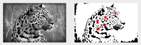 a leopard