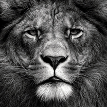 a lion image