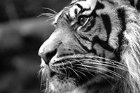 a tiger